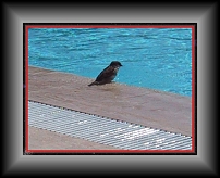 Bild 014 * 680 x 520 * (46KB)